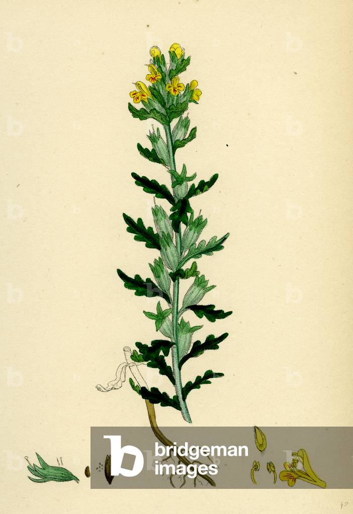 Image of Engraving depicting Bartsia Viscosa Yellow Bartsia