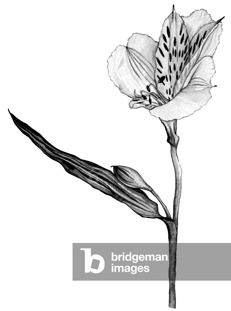 Alstroemeria-Lilie, 2021 (Tinte auf Papier)