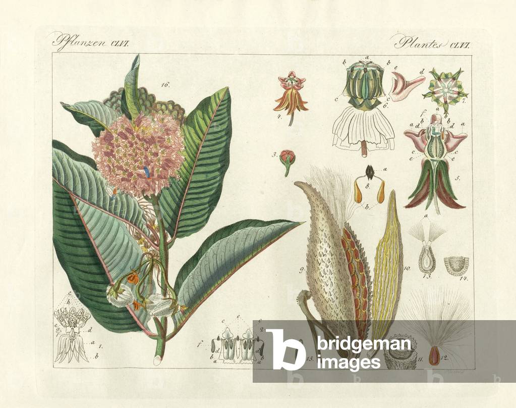 Image of Engraving depicting Strange plants (coloured engraving) by German Artist