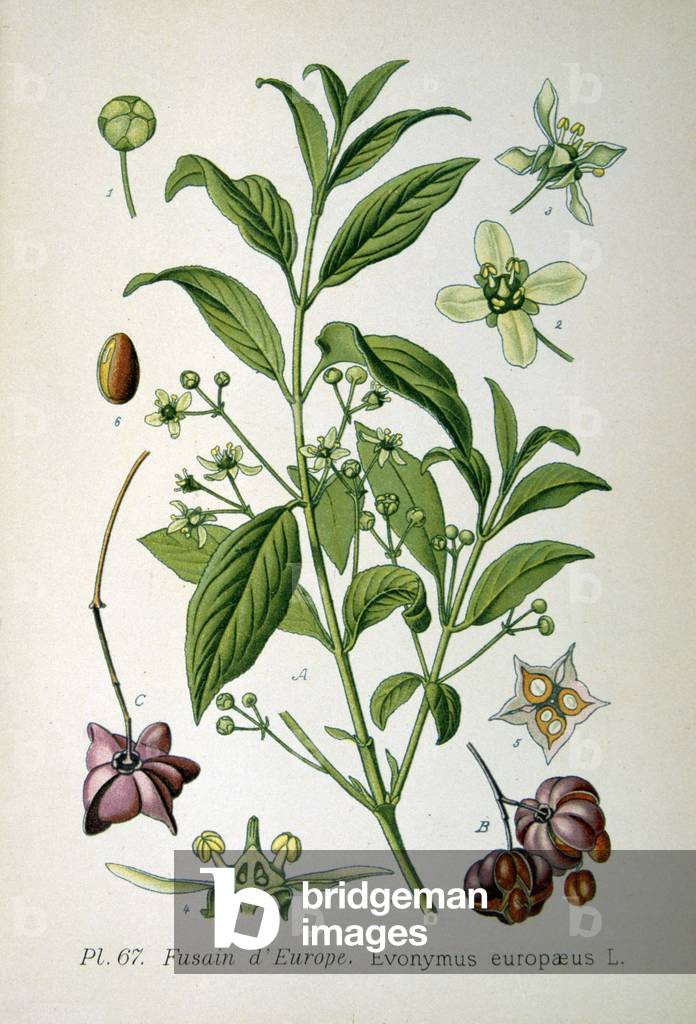 Spindelbaum (Eunymus europeaeus) mit blühendem Zweig und Details von Blüten und Früchten. Aus A Masclef Atlas 