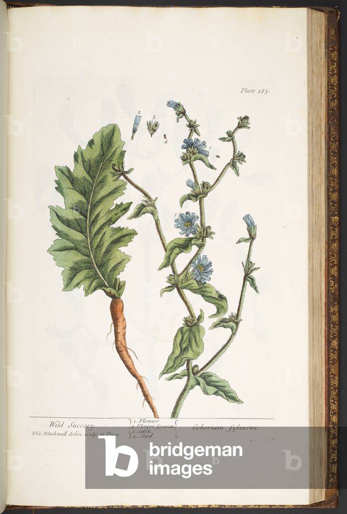 Immagine di Incisione "Piatto 183" 1737 di Elizabeth Blackwell