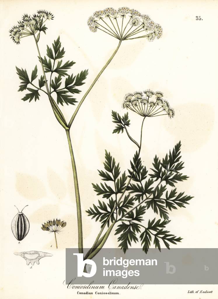 Hemlock-parsley