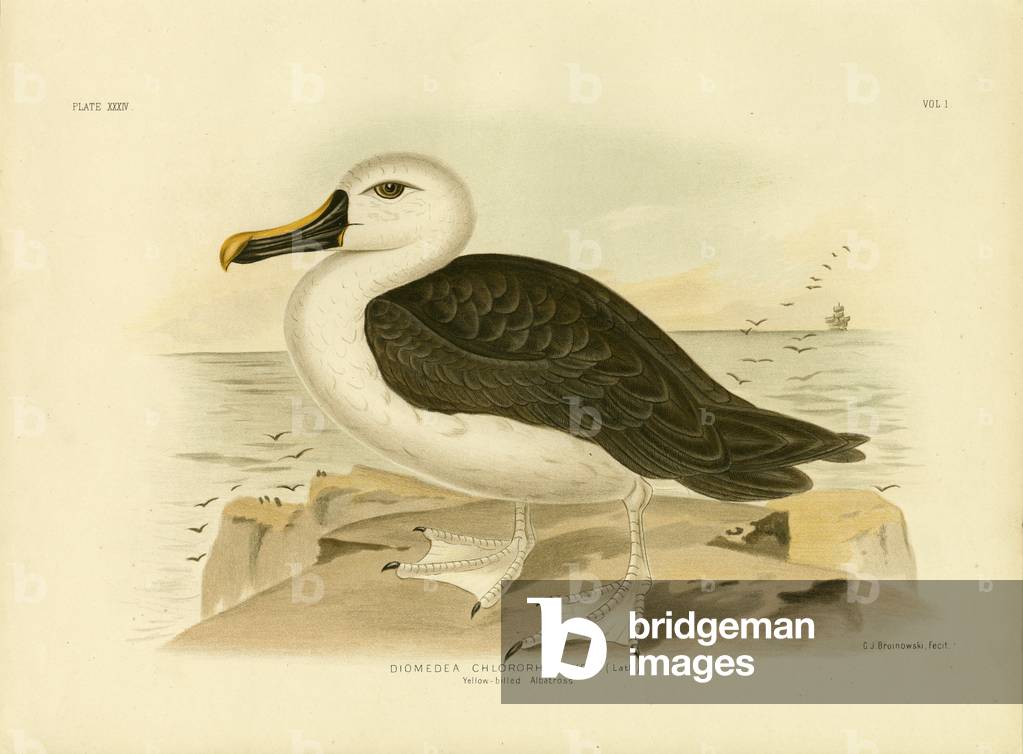 "Albatross dal naso giallo", 1891 di Gracius Broinowski, b/w