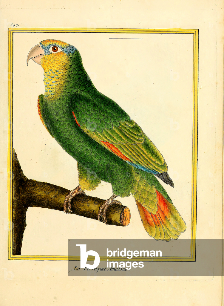 Image de Estampe représentant Perroquet d'Amazonie (impression) 1770