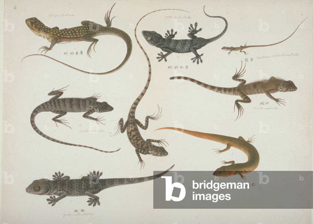 "Teller 102 aus der John Reeves Collection (Zoologie)" 1801
