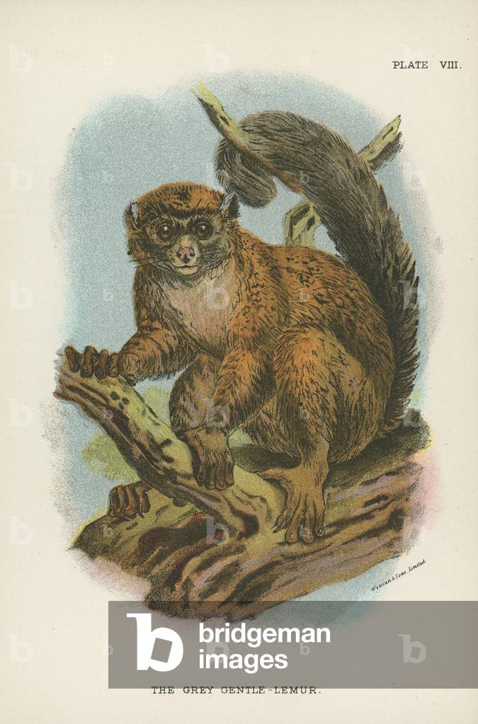 "The Grey Gentle-Lemur (color lito)" di English School