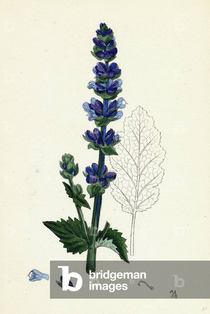 Salvia Verbenaca Wild Italian Clary