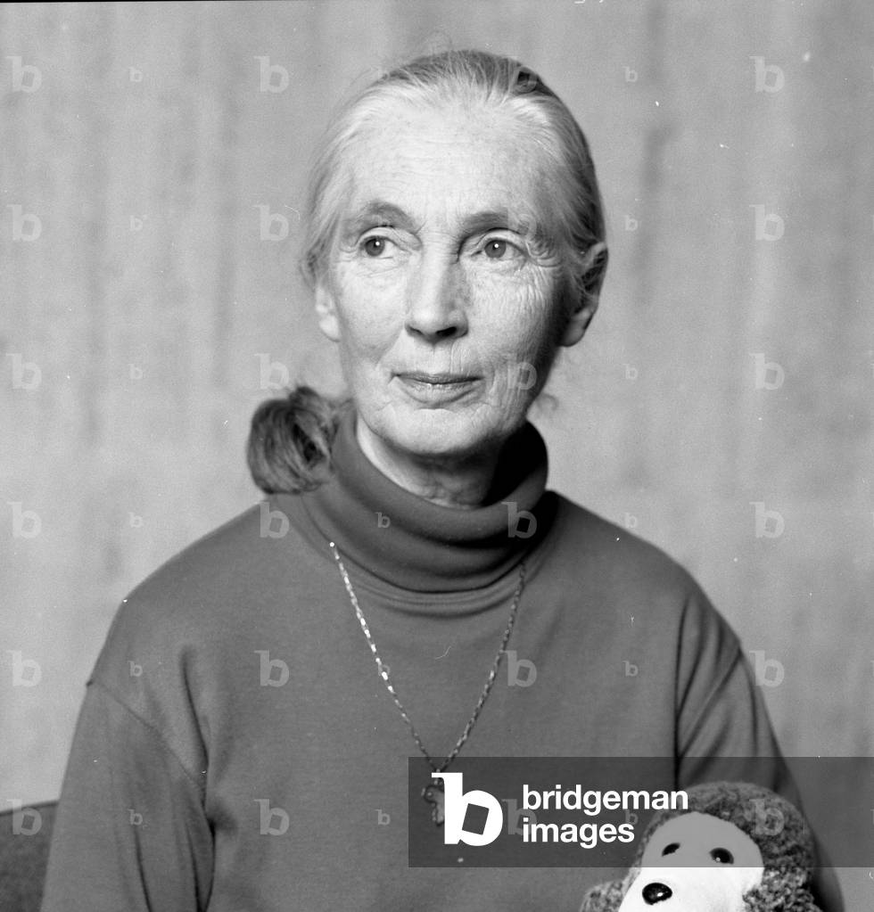 Image of Photography depicting JANE  GOODALL 2001 by Louis Monier, b/w