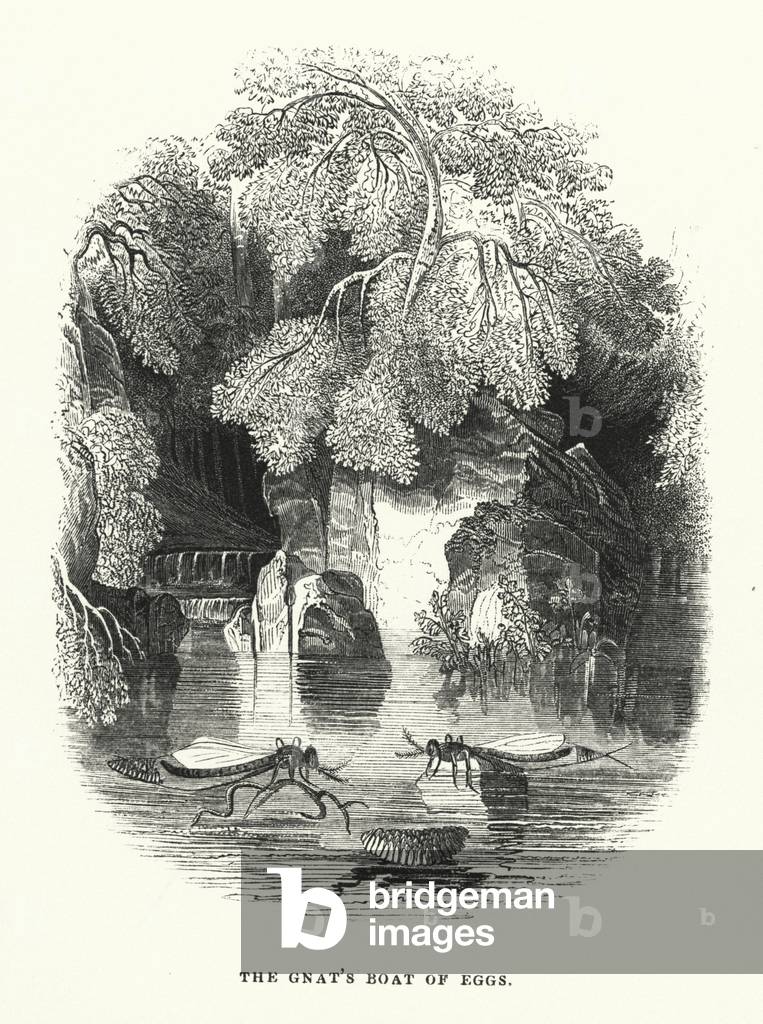 "Die Gnat's Boot der Eier (Gravur)" von English School, b/w