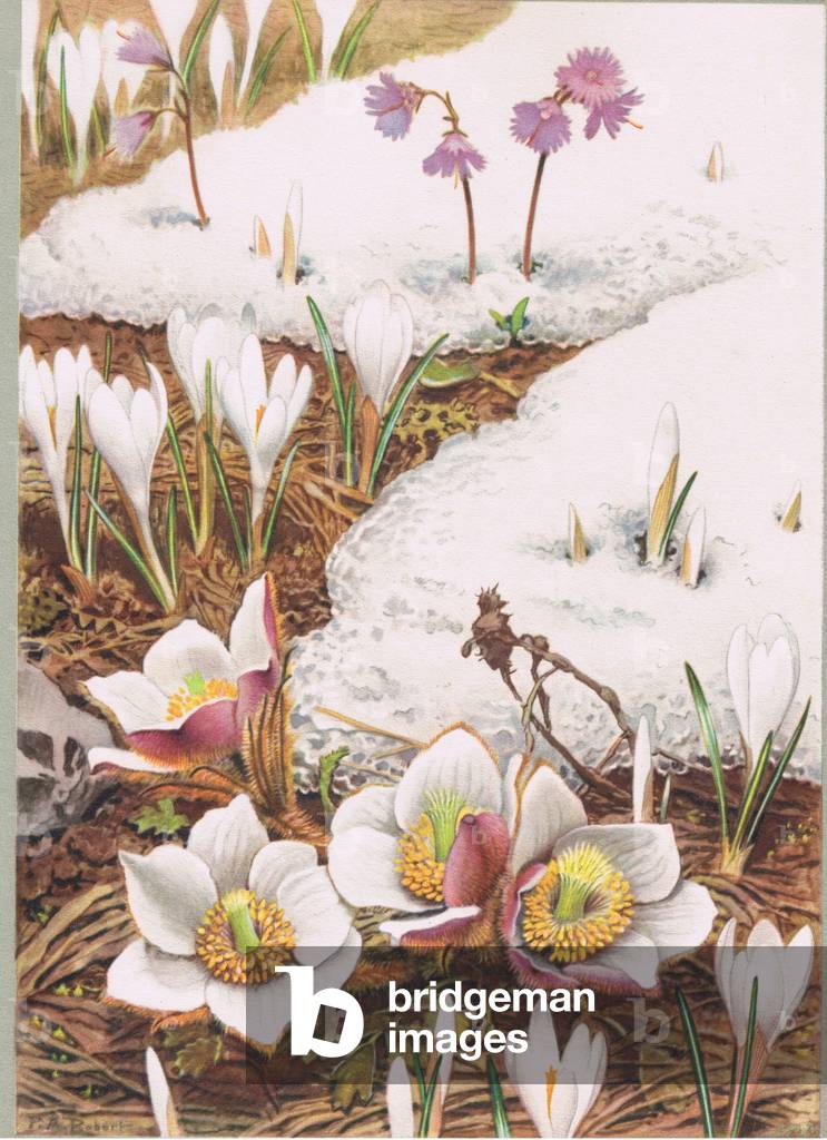 Image de Estampe représentant Crocus printanier et anémone alpine par Paul A. Robert