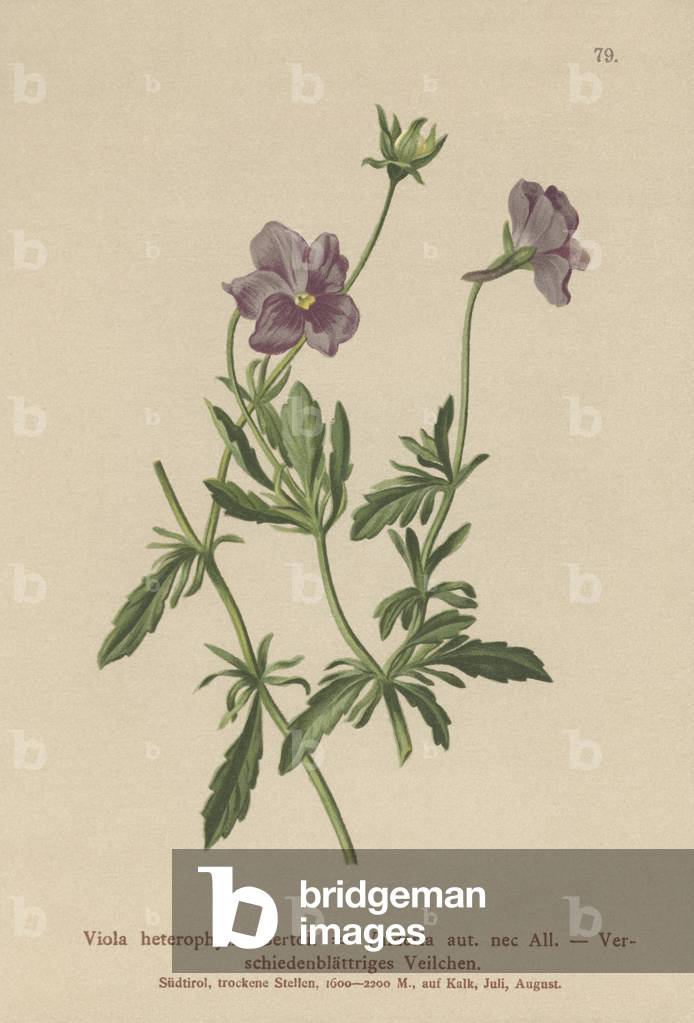 Valderia Violet (Viola heterophylla by German Artist