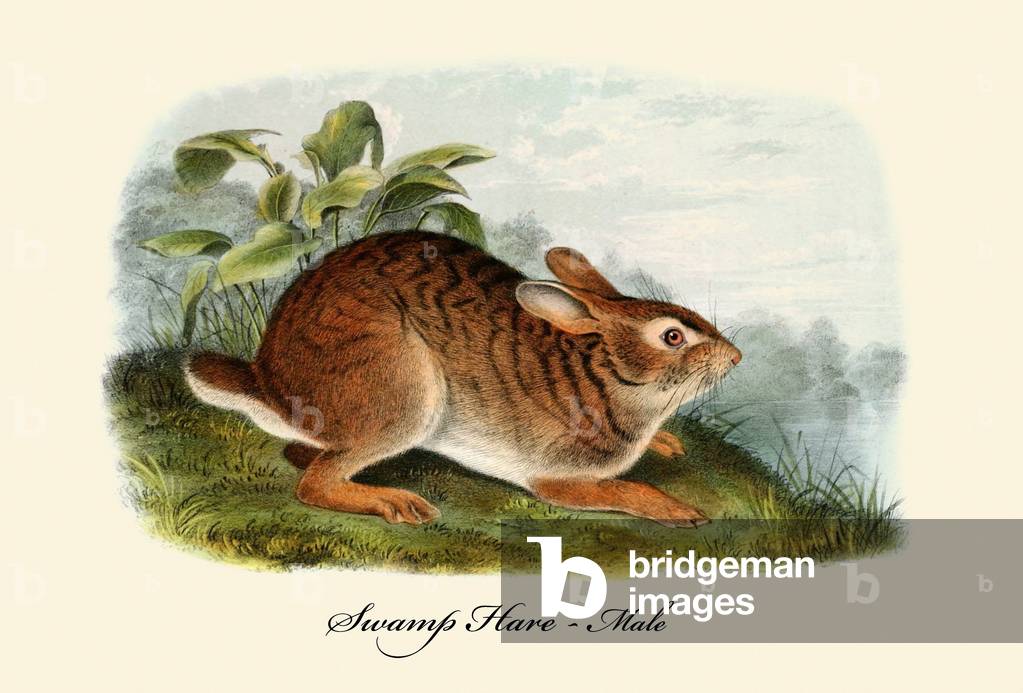 Sumpf Hase-Männlich
