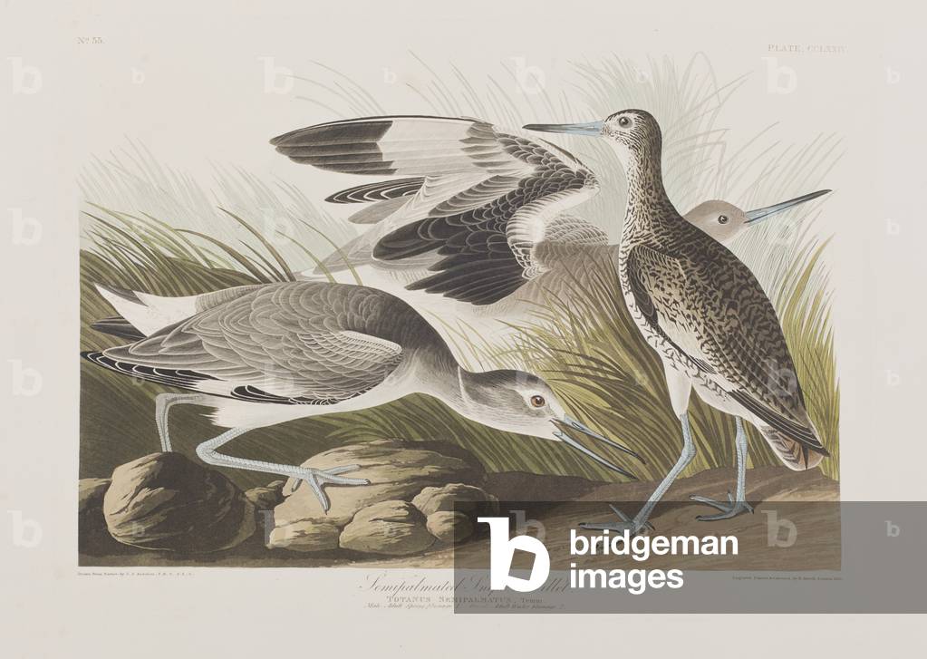 Illustrazione da 'Birds of America', 1827-38 (hand-coloured incisione & aquatint)