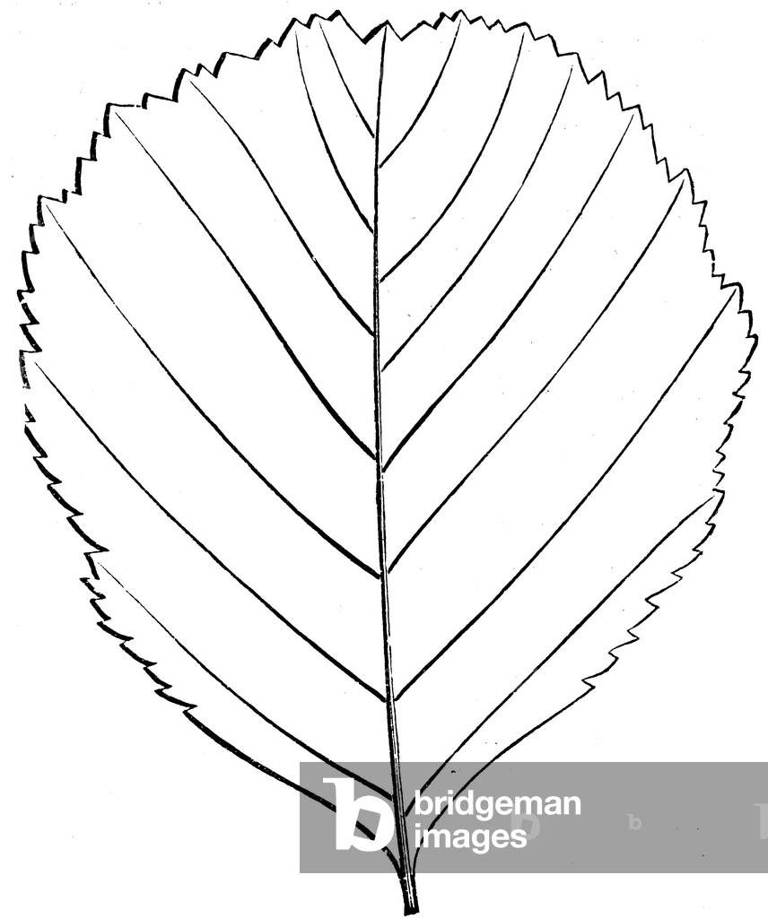 Erle: Blatt