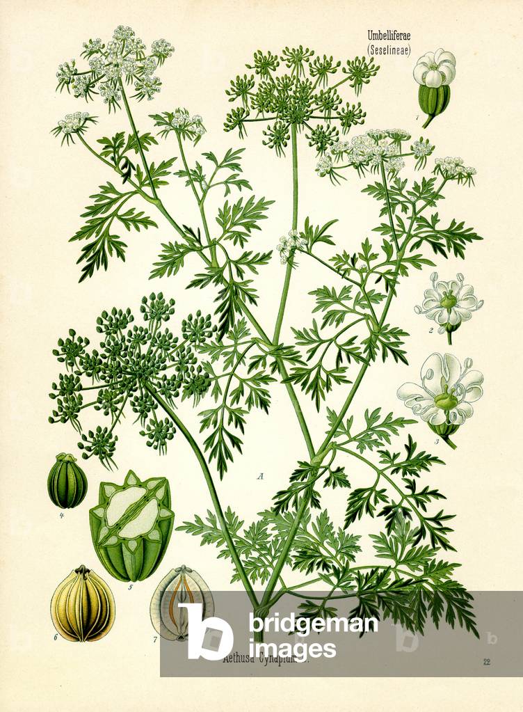 "NarrenkPetersilie (Farbe litho)" 1887