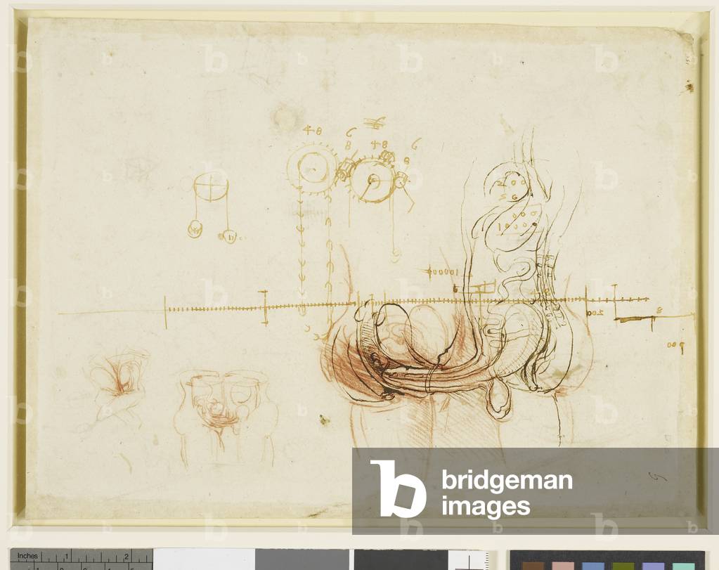 Recto: Studi anatomici dell'atto di coito, c.1490-93 (penna, inchiostro e gesso su carta)