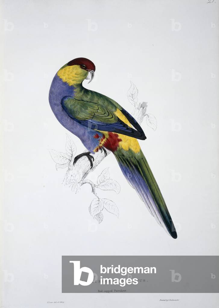 Bild von Druck "Purpureicephalus spurius" von Edward Lear