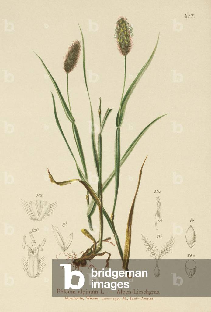 Alpine Cat's-tail (Phleum alpinum) (colour litho) by German Artist