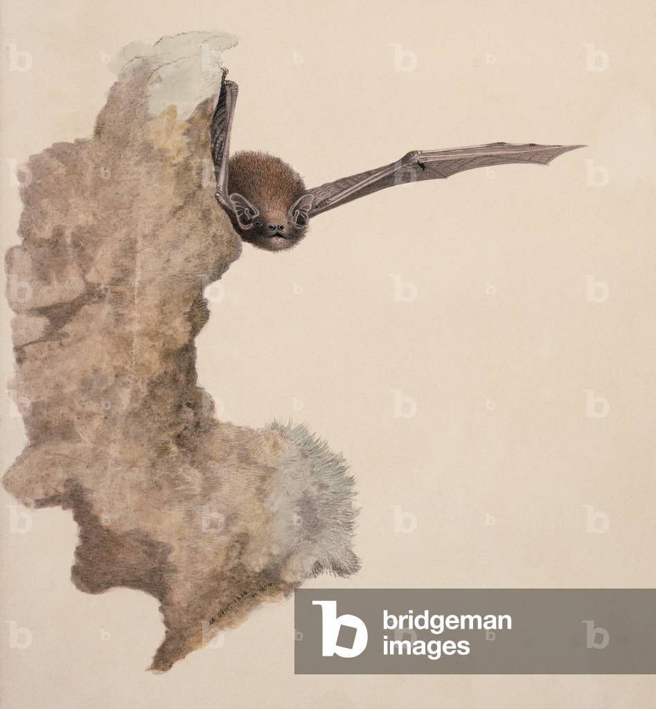Image of Drawing depicting Pipistrellus pipistrellus 1830 by William MacGillivray, b/w