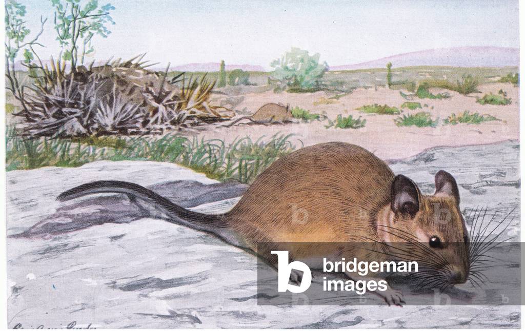 White Throated Wood Rat vibra la sua coda quando allarmata