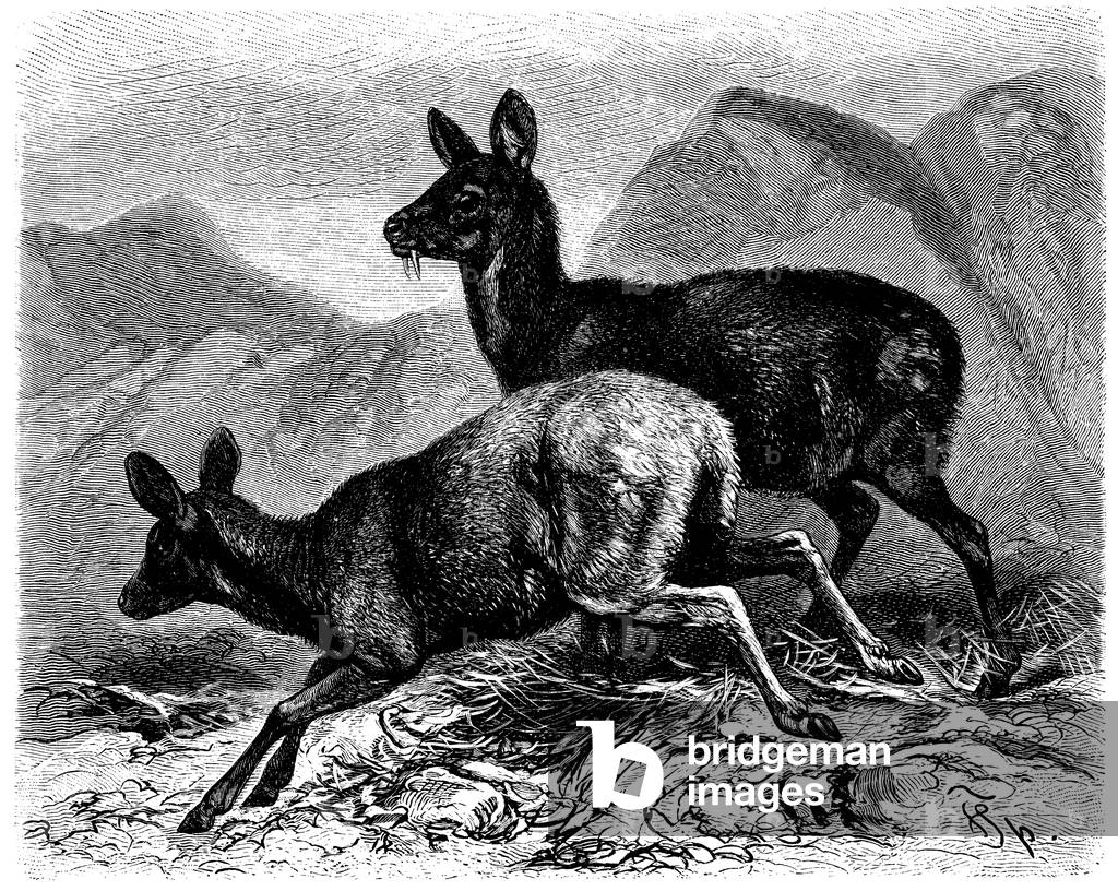 Image de Gravure représentant Le cerf musqué, b/w