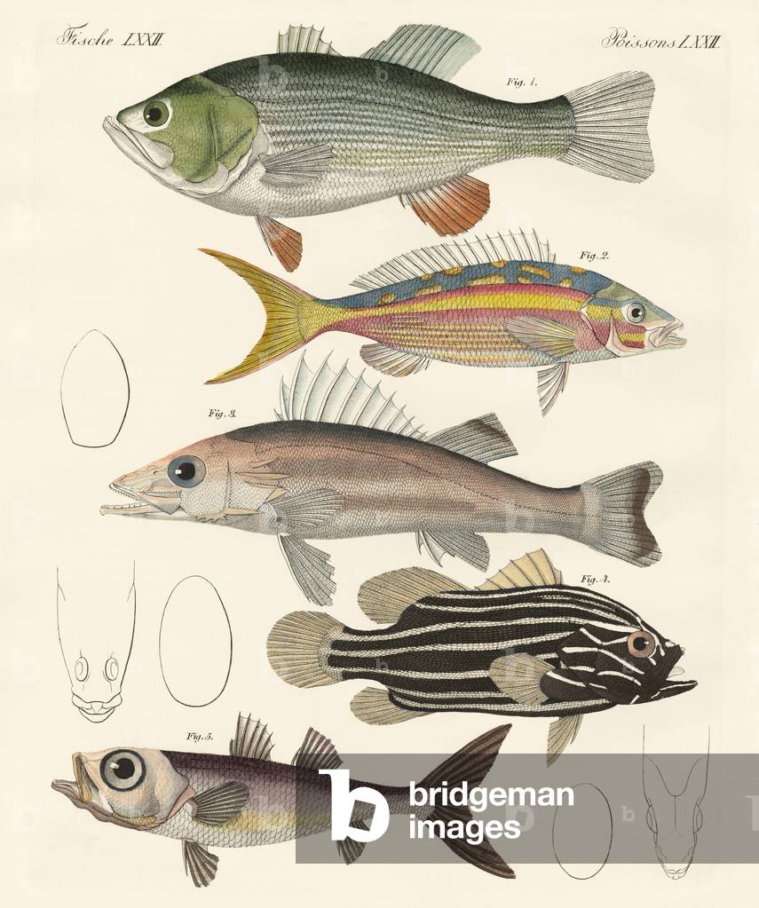 Bel pesce (incisione colorata)