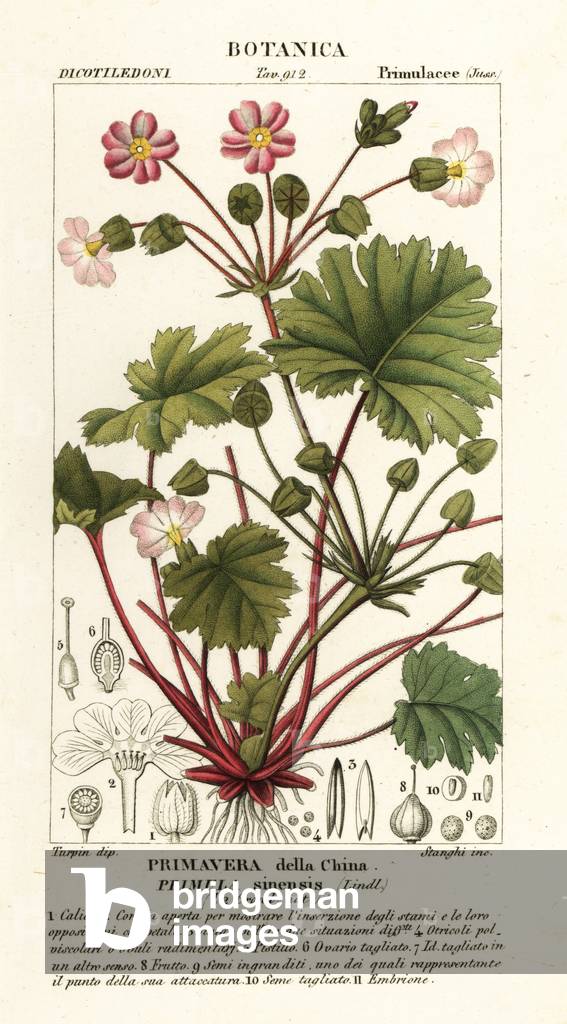Immagine di Incisione "Primulidium sinense" di Stanghi