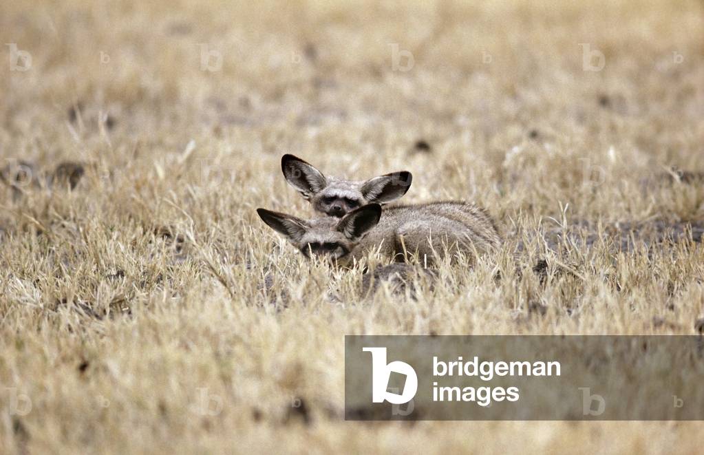 Bat-Eared Foxes, Kgalagadi Transfrontier Park, Südafrika (Foto)