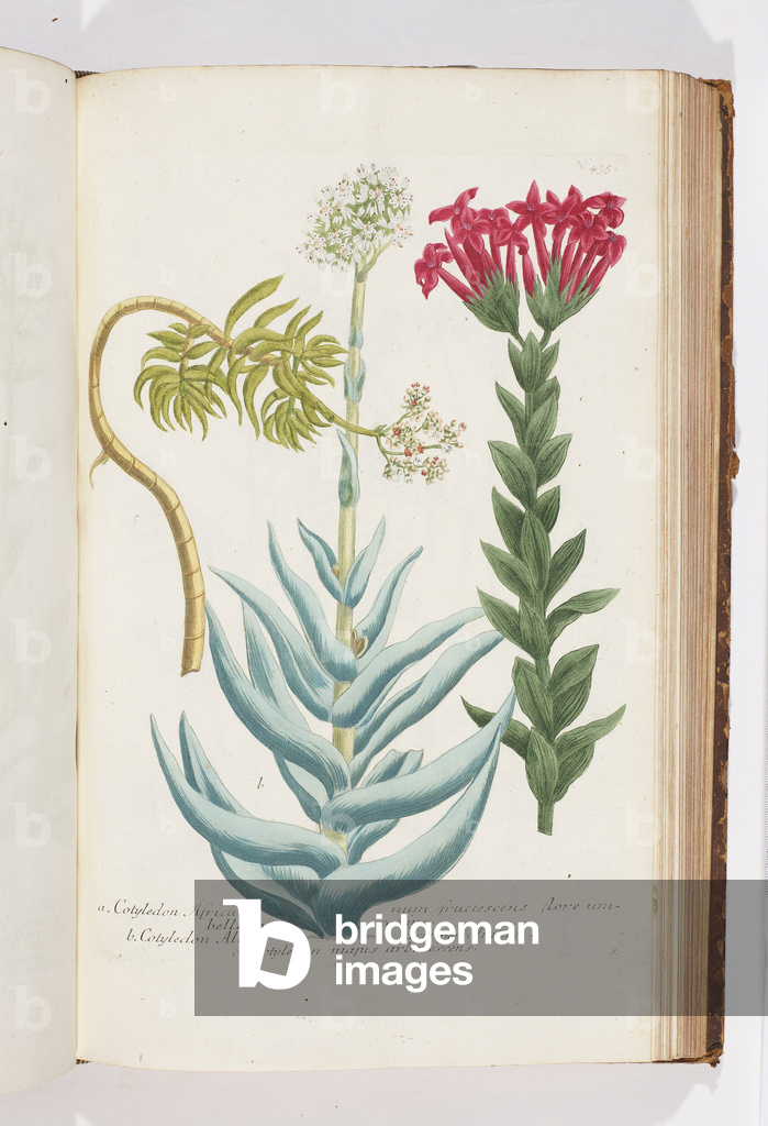 Bild von Gravur "Kotyledon" 1737
