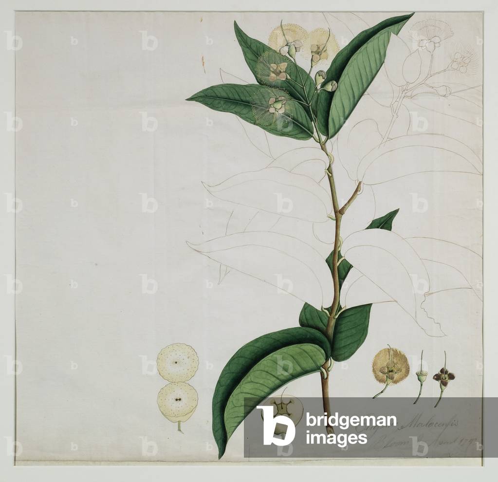 Image of Drawing depicting Syzygium aqueum (Burm. f.) Alston (Water rose apple), 1787 by Zayn al-Din