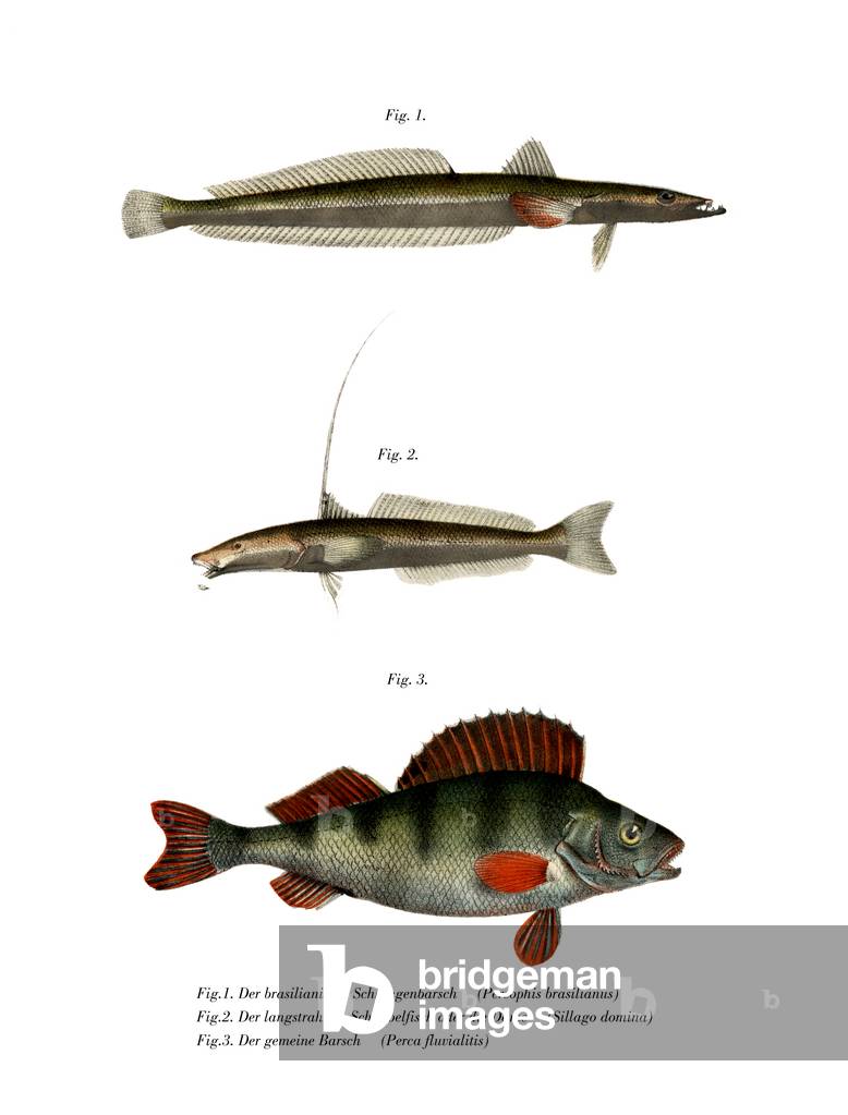 Brazilian Flathead (colour litho)
