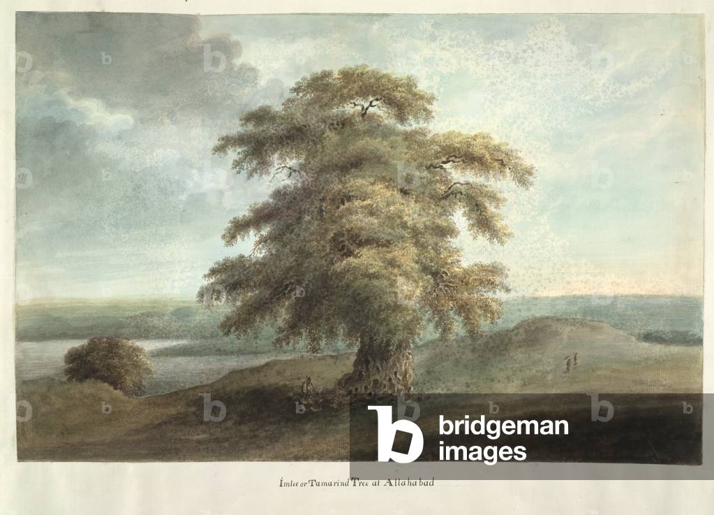 "Imlee oder Tamarind Baum bei Allahabad" 1814 von Sita Ram