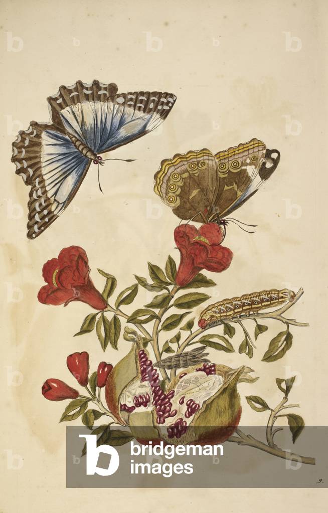 Blühende Pflanze mit roten Blüten. Eine Raupenfütterung und zwei Schmetterlinge.