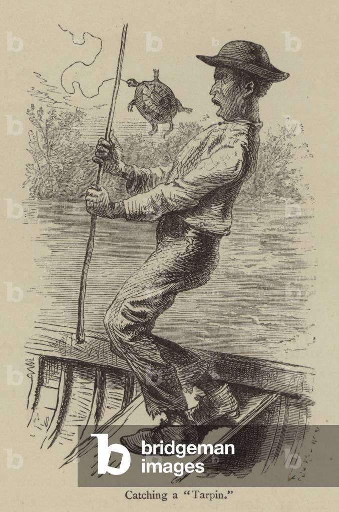 "Catturare un «Tarpin» (incisione)" 1801 di American School