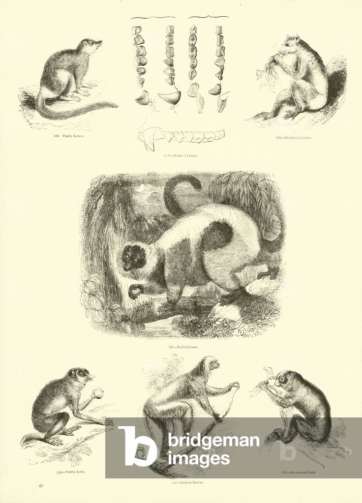 "Pagina dal Museo pittorico della Natura Animata (incisione)" di English School, b/w