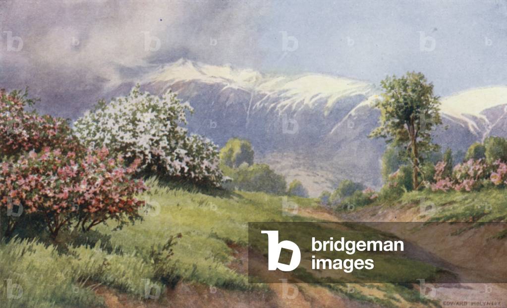 La terra di rose (colore lito)