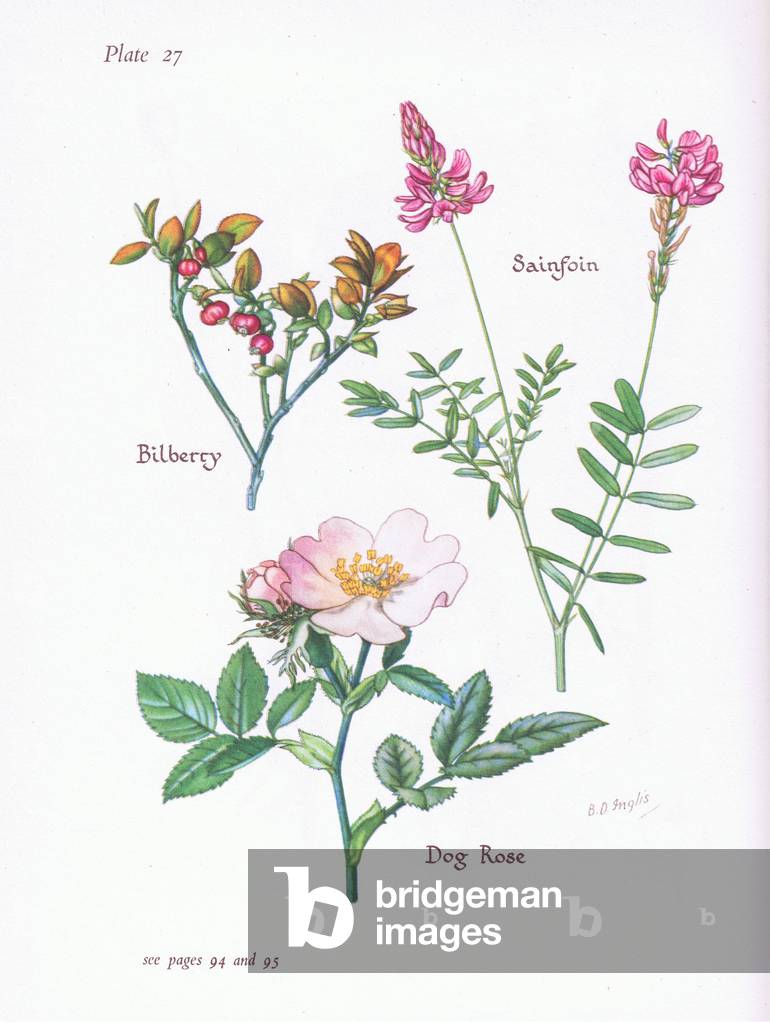 Bilberry or Blaeberry by Bessie D. Inglis
