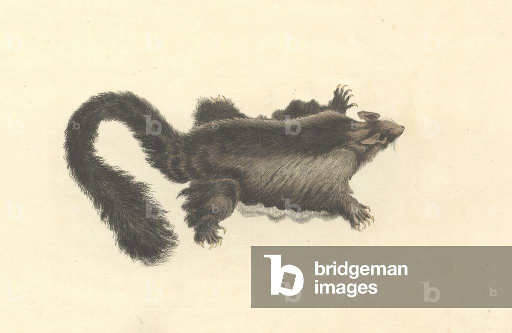 Image of Drawing depicting Petaurus australis 1790 by Port Jackson Painter, b/w