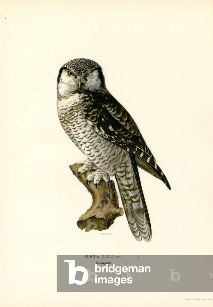 "Falco Gufo (colore lito)" di Ferdinand Wright, b/w