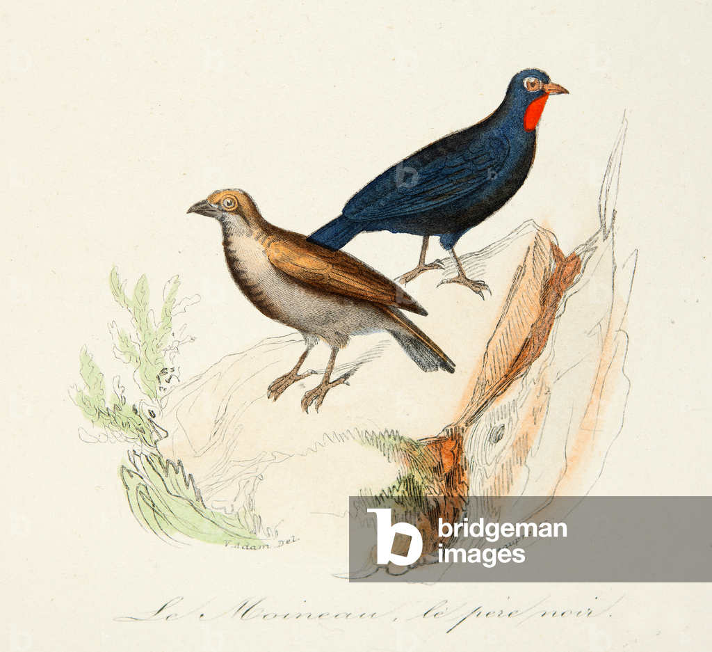 Image of Engraving depicting the sparrow and the black father 1701