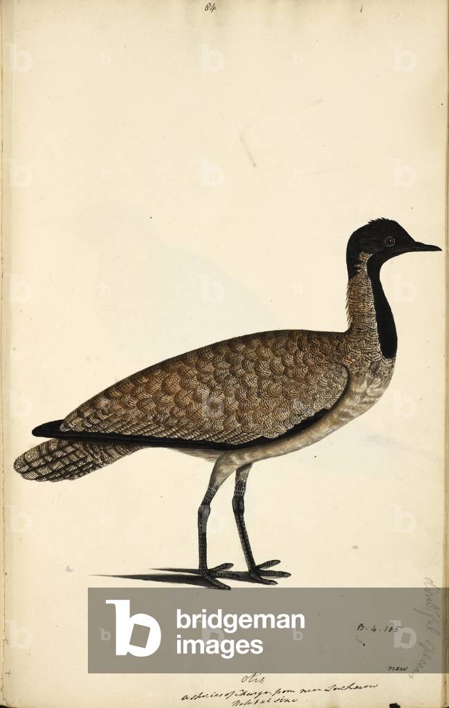 Florican (éventuellement).