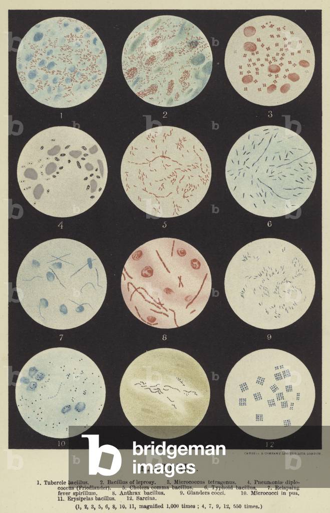 Bacteria (colour litho)