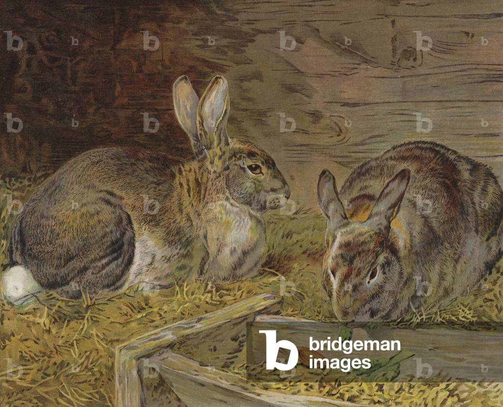 Conigli in un fienile (colore litico)