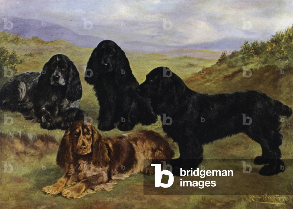 Cocker Spaniels (colour litho)