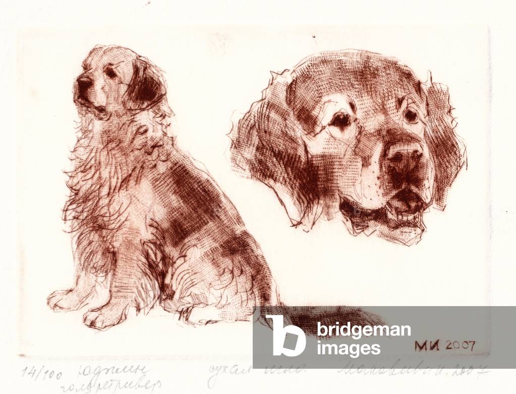 Golden Retriever, 2007 (Trockenpunkt)