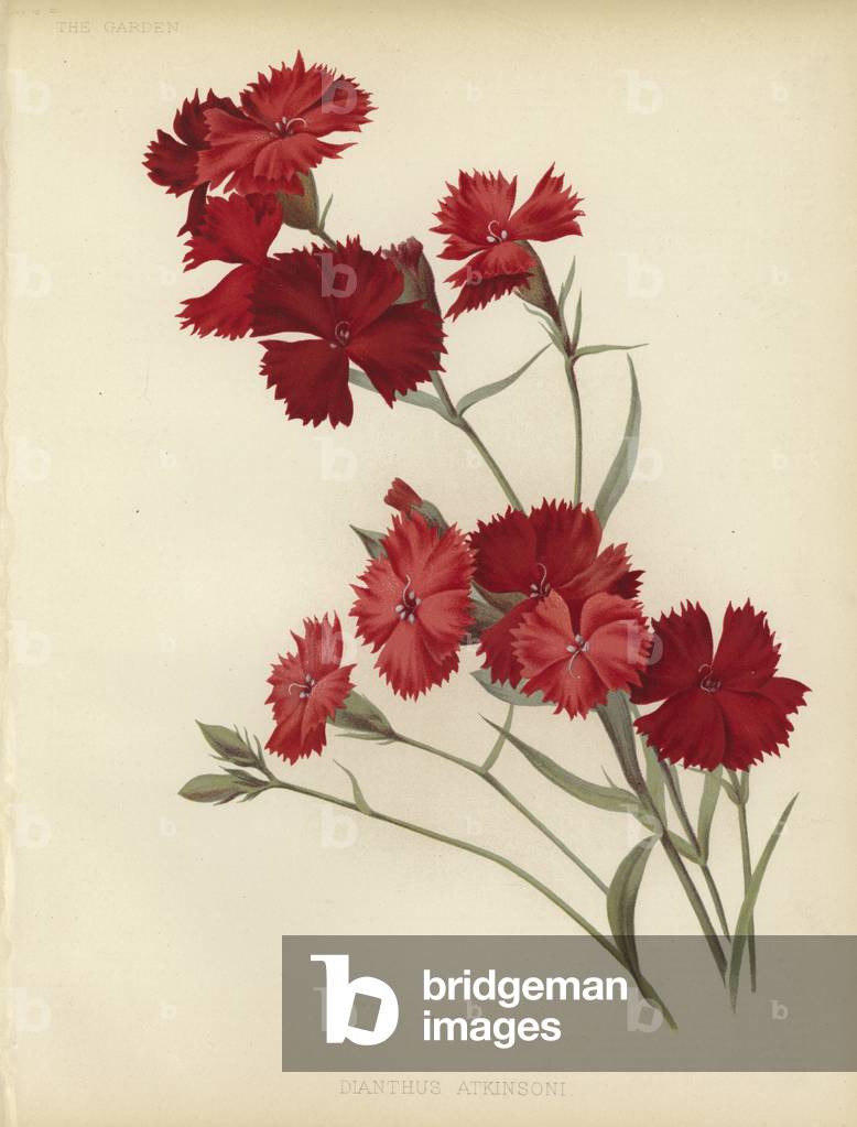 Dianthus Atkinsoni (Farbe litho)