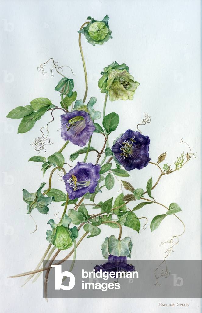 Immagine di Disegno "Cobaea scandens (w/c su carta)" di Pauline Gyles