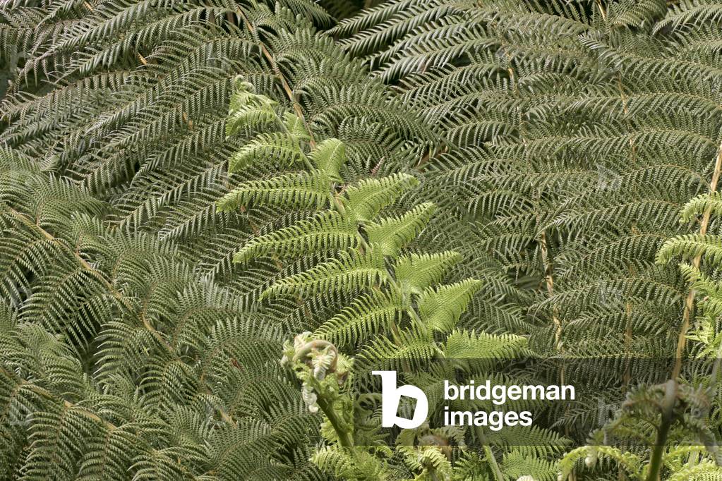 Fern Braken (Pteridium aquilinum) Kirstenbosch Botanical Gardens, Constantia, Città del Capo, Sudafrica (foto)