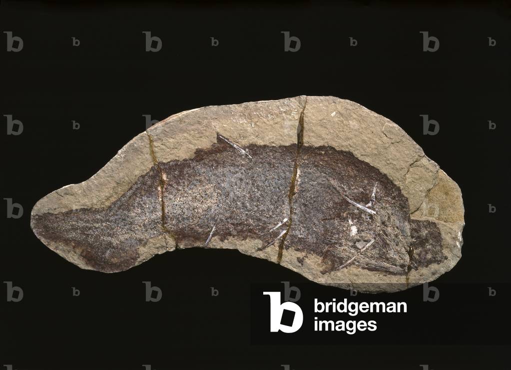 Image de Autres représentant Cheiracanthus murchisoni