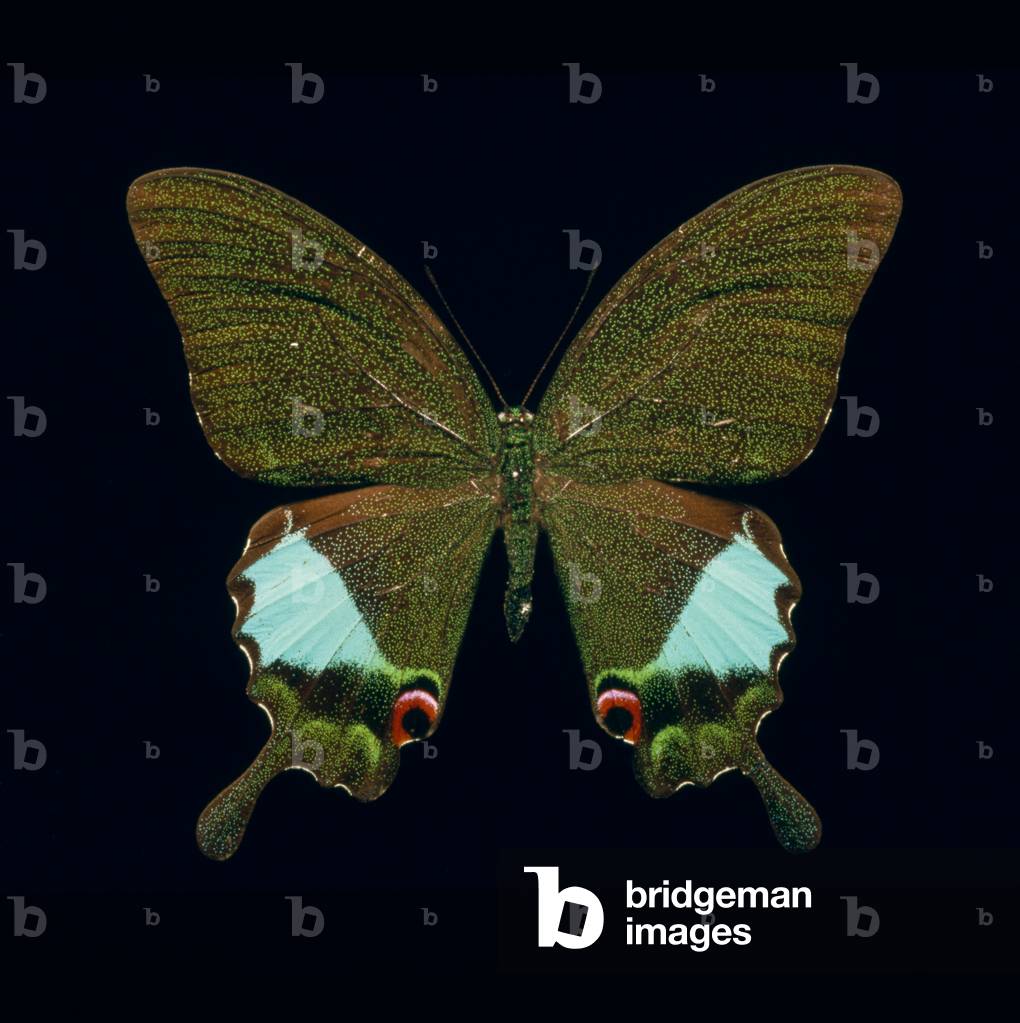 Papilio kama